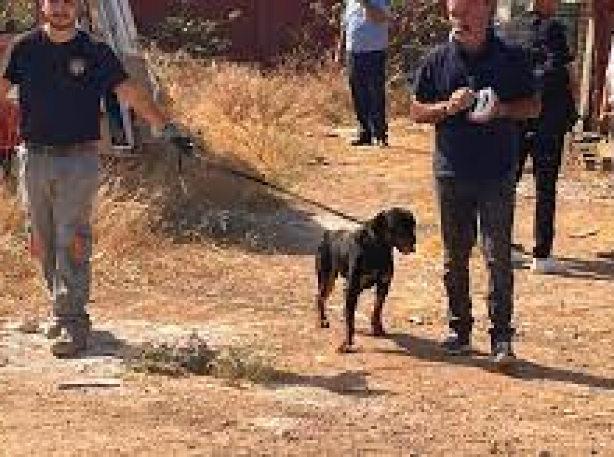 Έκκληση Αστυνομίας για τον αδέσποτο σκύλο - Σε εγχείρηση υποβάλλεται ο 8χρονος  