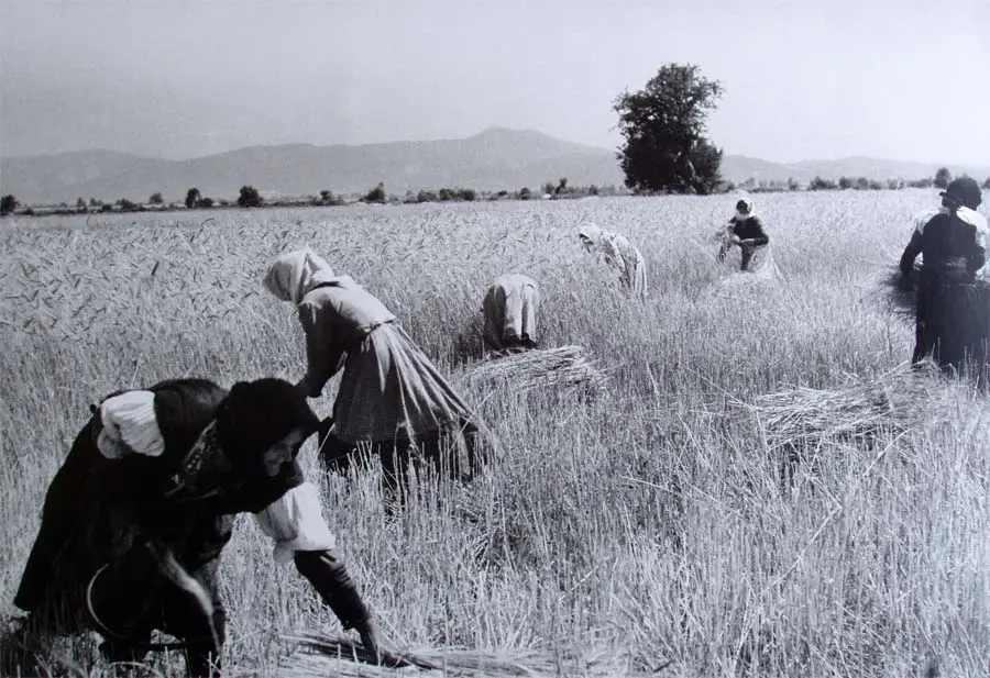 Μέχρι το 1980 θεριζαμεν με το δρεπανιν